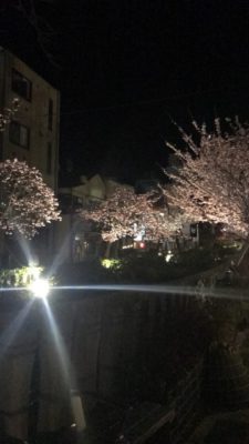 熱海・夜桜・ランハート株式会社・糸川